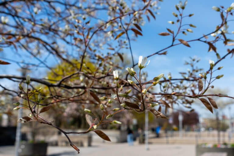 Close-up of delicate white blossoms and brown leaves on thin branches, with an urban park in soft focus behind. Bright, serene spring day.